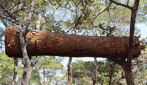 Traditional bark hive from cut tree