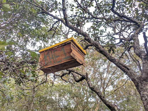 Sustainable beekeeping in living forests