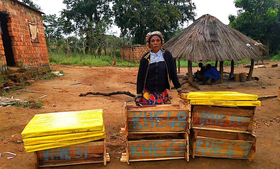 Top-bar beehive setup